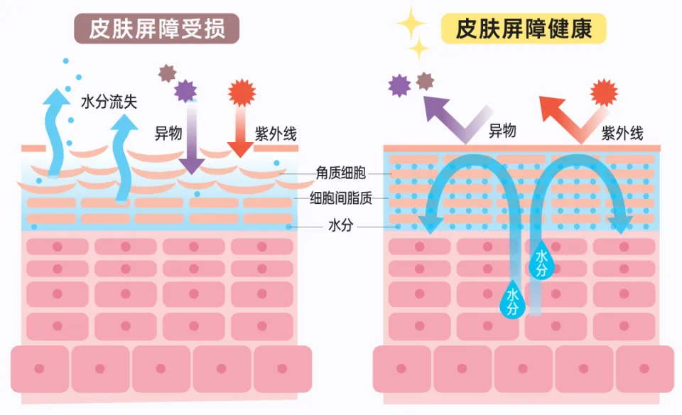 Photo source: 腾讯新闻  皮肤屏障