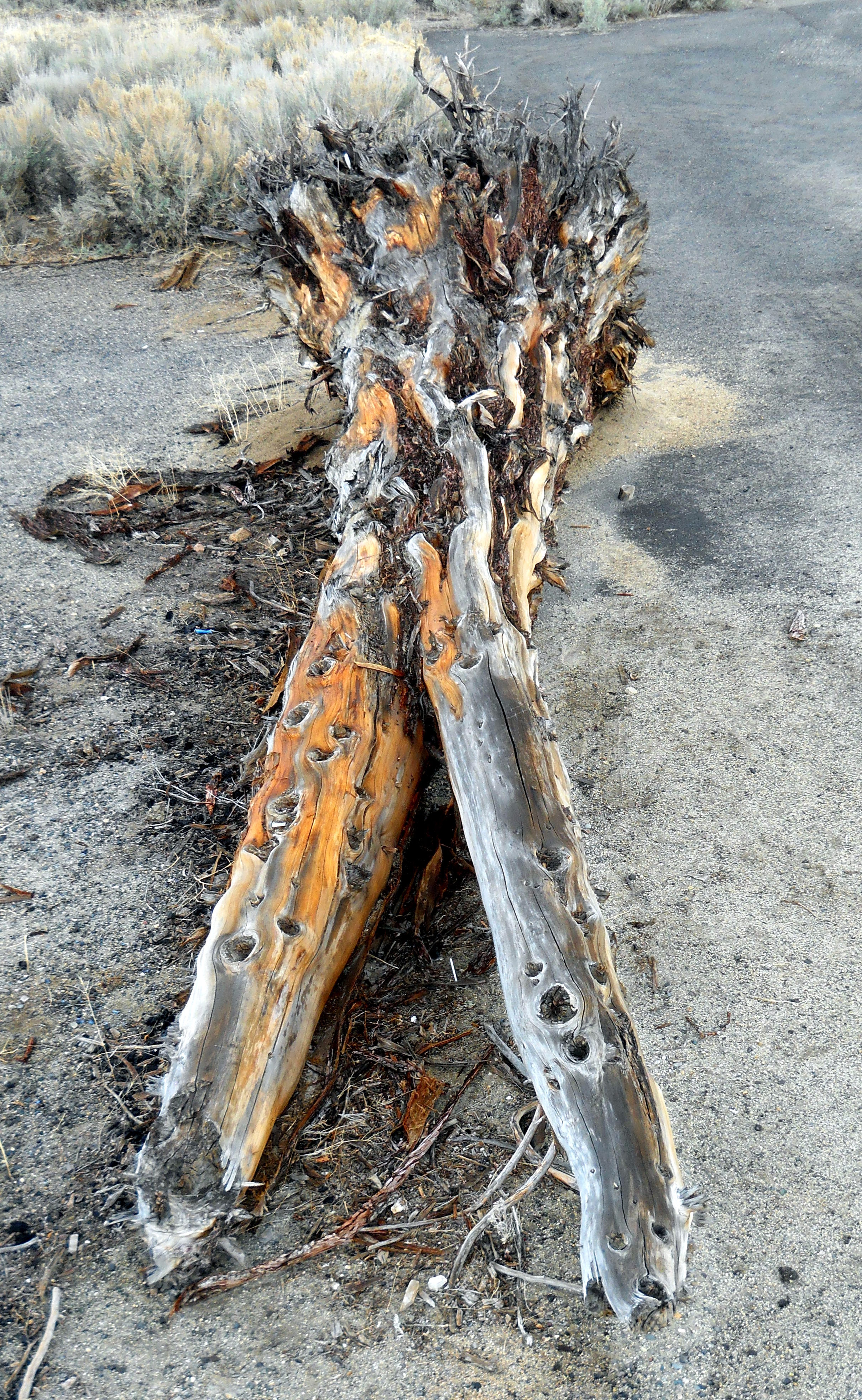 Log for "Libertree"