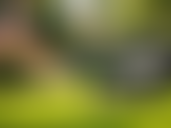 Transform Your Yard with Easy Equipment Rentals