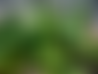 NOVEMBER In The Garden