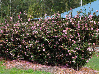June in Robertson Gardens