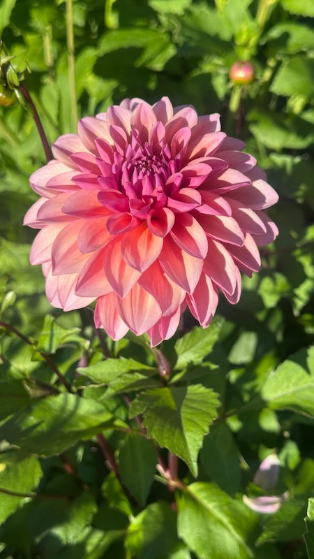 Dahlia "African Sunset"