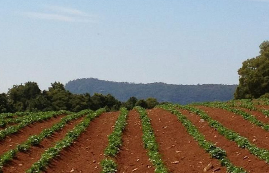 Gardening on Basalt: Why Robertson Grows the Way It Does