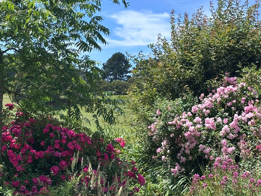 DECEMBER in the garden