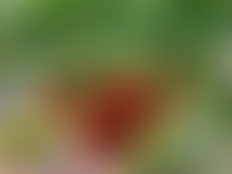 SEPTEMBER in the garden