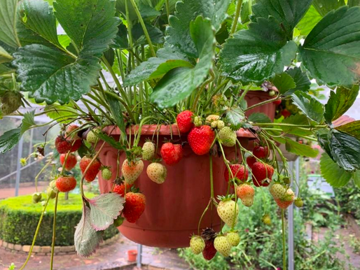 SEPTEMBER in the garden