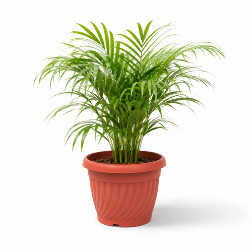 Java Palm | Noi Gardens