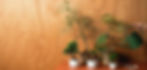 Hero Bonsai Collection (Banner) copy.jpg