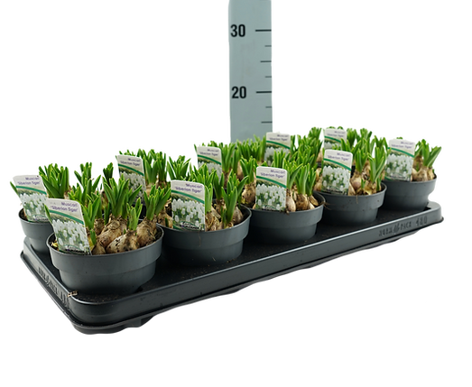 Siberian Tiger P12 (2)_edited_edited.png