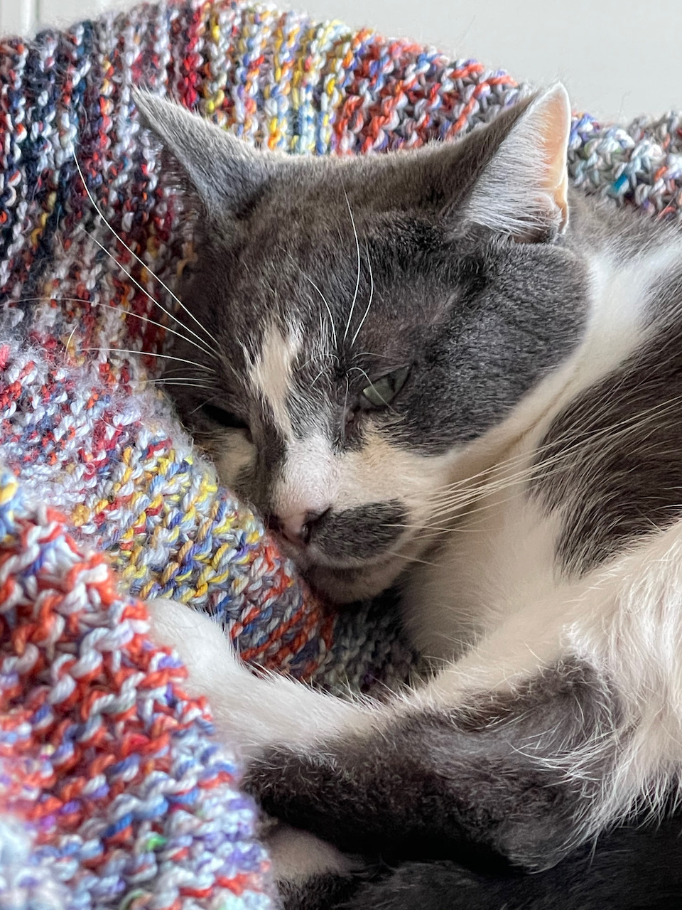 Cat snuggling into a knitted blanket