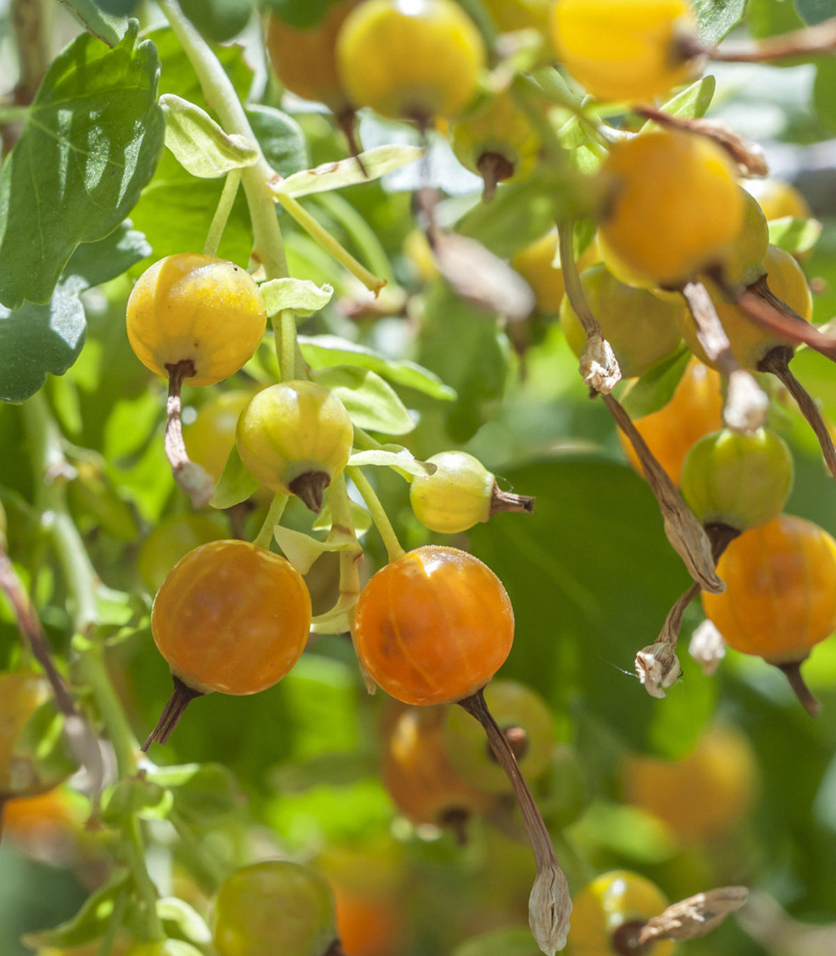 Golden Currant Root Stock
