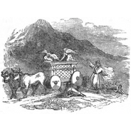 Day 99 1 Chr 13-16 David fetches the ark; Uzzah slain by God; Ps 101
