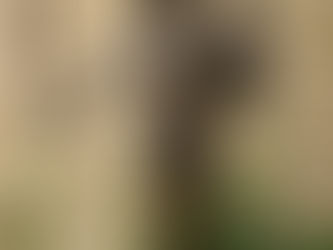 Day 82 1 Sam 15-17; Ps 39 to obey better than sacrifice, David anointed; Goliath