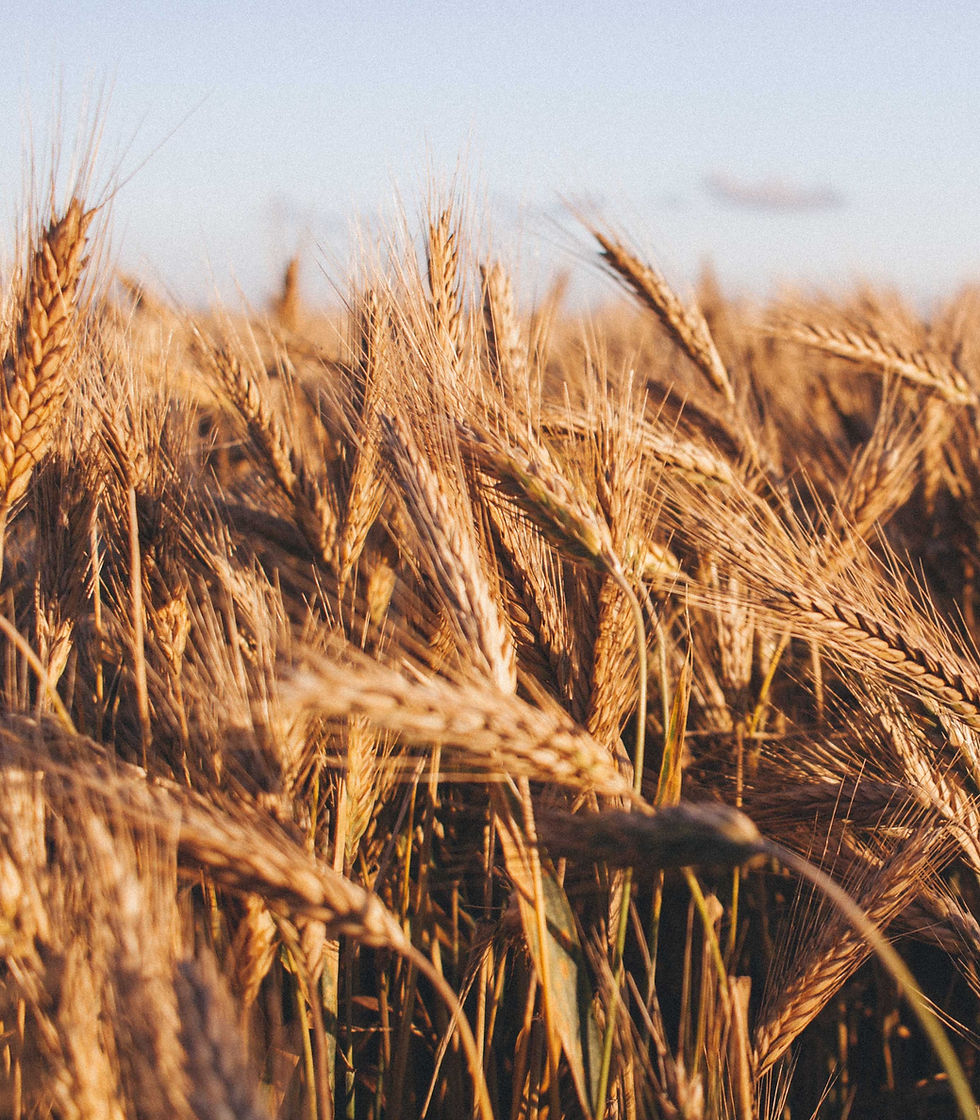 wheat field