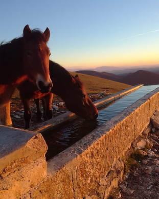 Cavallo del Catria Giuseppe Travagliati