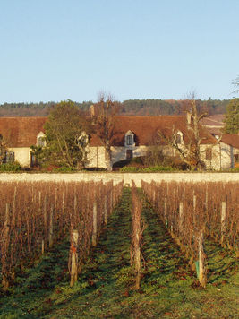 View of Domaine Dujac vineyard with rows of grapevines under a clear blue sky