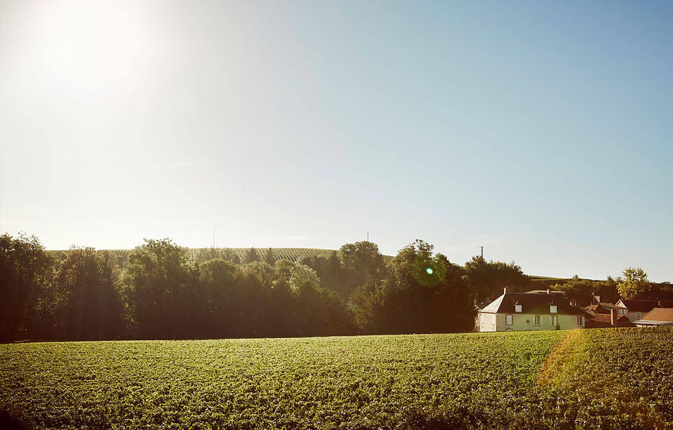 Sunny field with green crops in the foreground, bordered by trees. A small house and buildings sit under a clear blue sky, creating a peaceful scene.