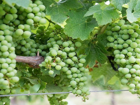 The Best White Wine Varietals (+ Our Favorite Bottles)