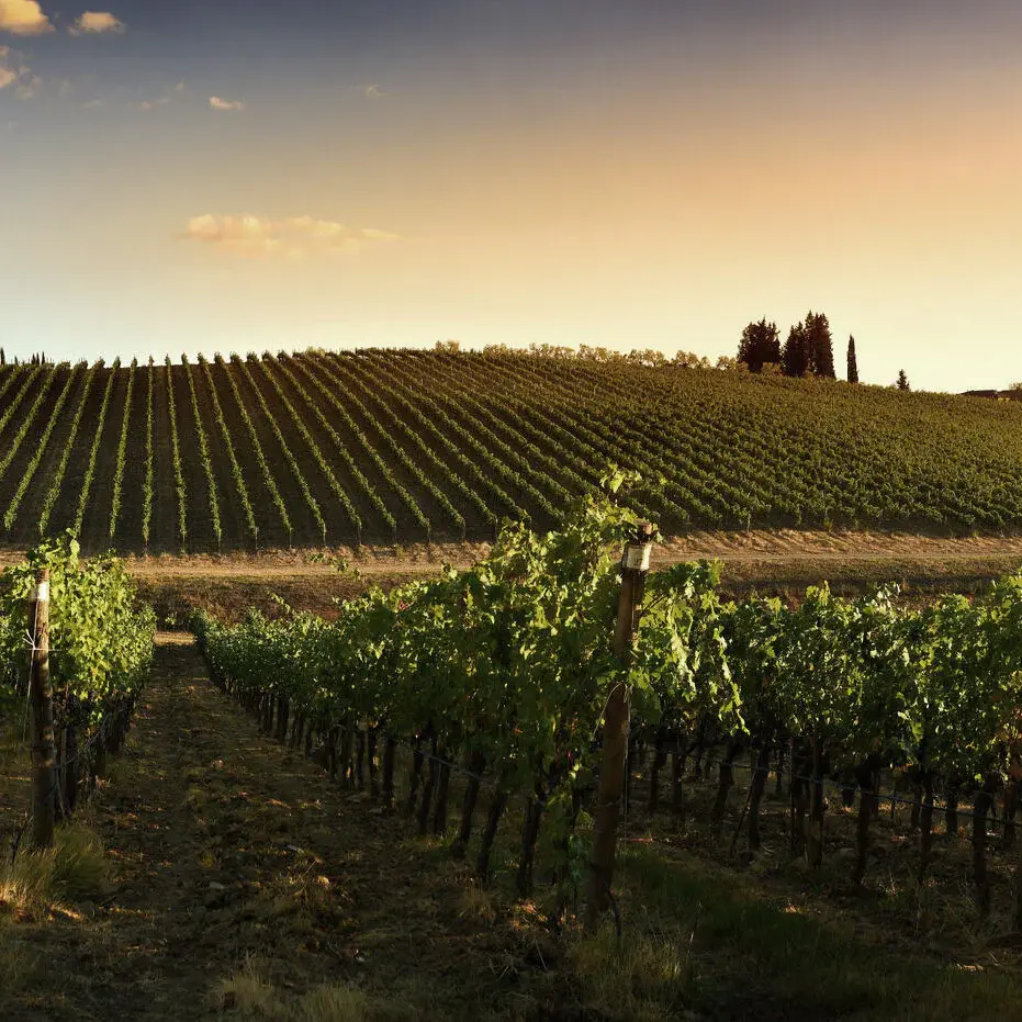 The vineyards at Valdicava