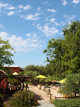 "Vineyard view at Terre Rouge & Easton Wines with lush grapevines under a clear blue sky and the Sierra Nevada mountains in the background."