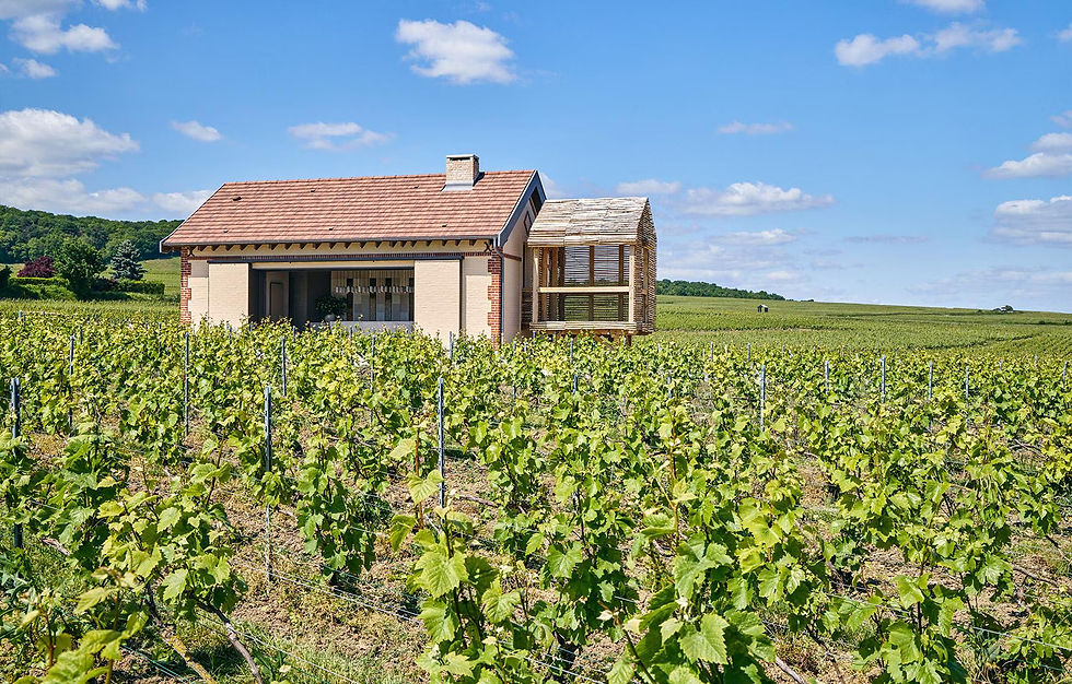 Small house surrounded by a lush vineyard under a clear blue sky. Green vines fill the foreground, conveying a serene, rural mood.