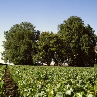 Vineyard under blue sky with a historic chateau partially hidden by lush trees in the background. Vibrant green vines dominate the scene.