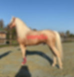 IMG-20241130-WA0021_edited