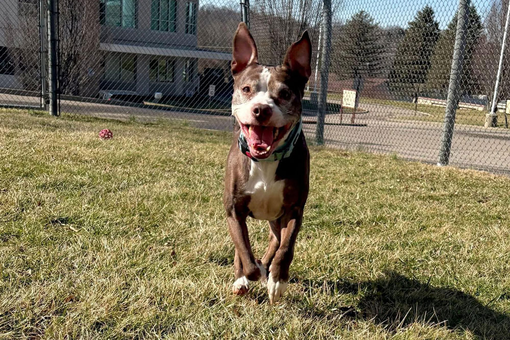 An adorable brown and white dog with giant ears smiles as she runs in a grassy field.