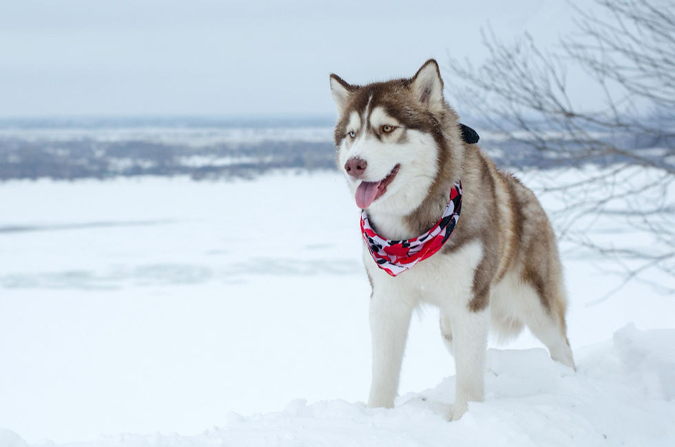 A Husky wearing a red, white, and blue bandana stands in the snow.