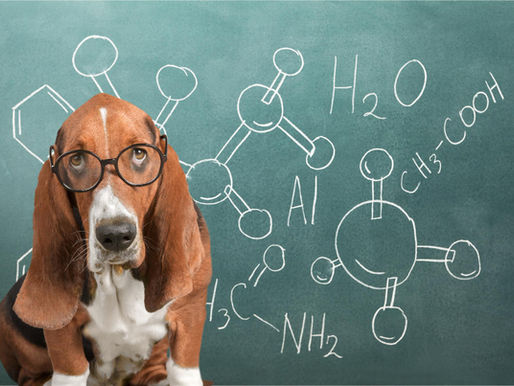 A Basset Hound wearing glasses stands in front of a chalkboard with a chemical formula written on it.