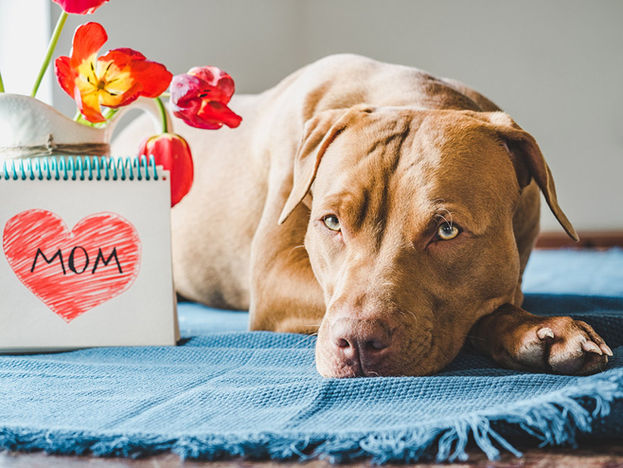 Charming puppy of brown color and bright tulip.