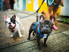 Two French Bulldogs out on a walk.