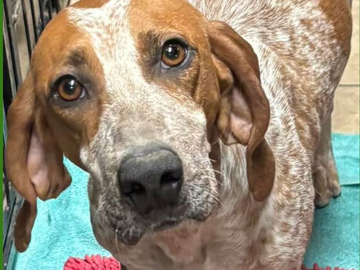 An adorable hound with sad eyes looks at the camera.