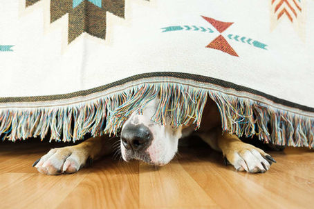 A dog hiding under the sofa and afraid to go out.