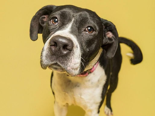 An adorable black and white dog with a timid expression gazes into the distance.