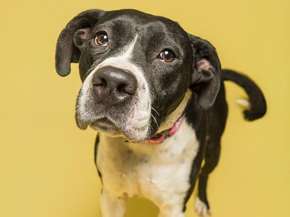 An adorable black and white dog with a timid expression gazes into the distance.