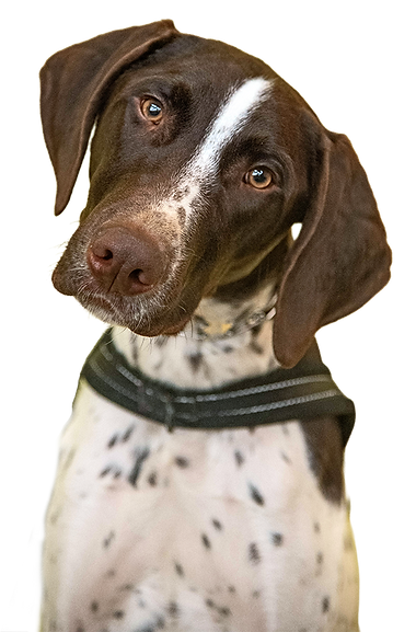 A brown and white dog with its head tilted looks at the camera with a quzzical expression.