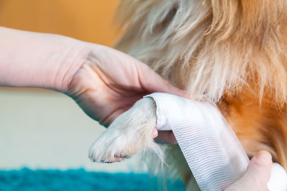 A woman wraps a dog's paw with gauze.