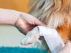 A dog gets its leg wrapped after a minor injury..