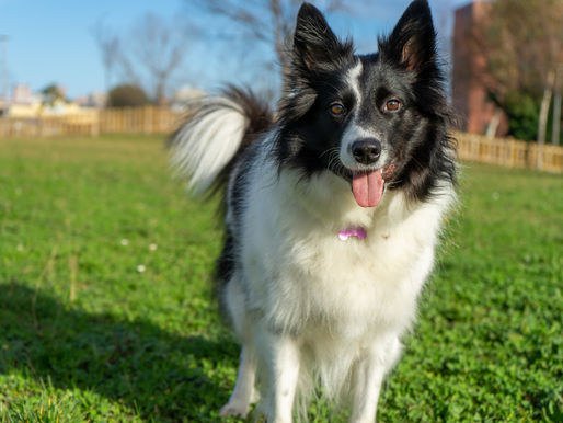 A beautiful and fluffy Border Collie enjoys a lovely day outside.