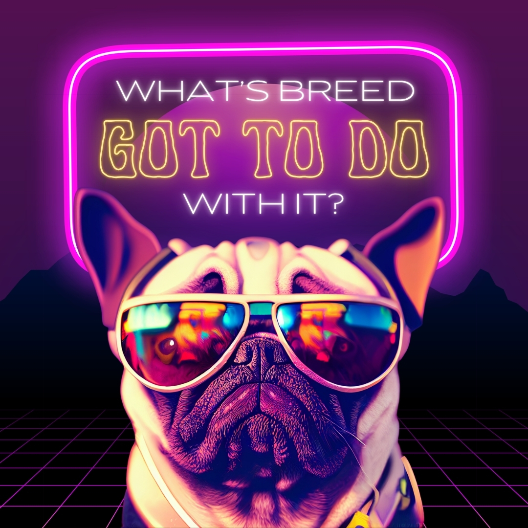A French Bulldog wearing sunglasses asks, "What's breed got to do with it?"