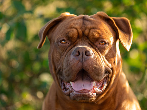 Dogue de Bordeaux standing outdoors, showing the breed's massive head, muscular build, and wrinkled face