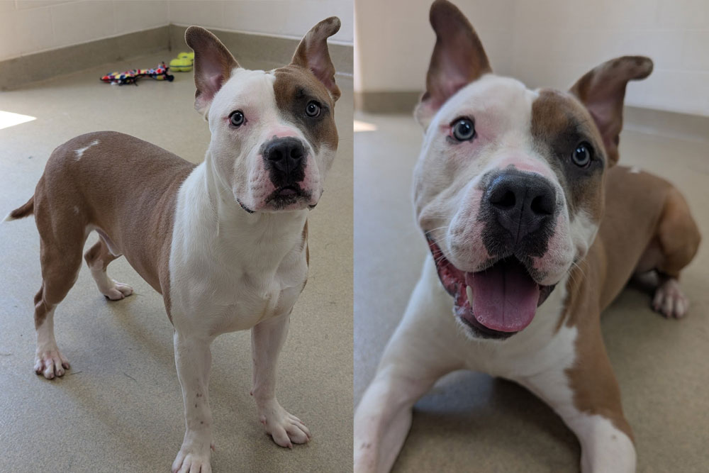 An adorable brown and white Pit Bull Terrier mix smiles as he looks for his new home.