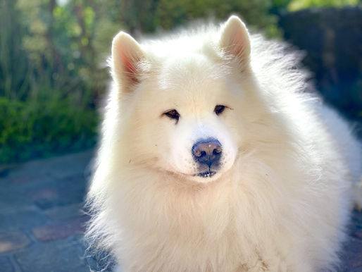 A beautiful white Samoyed outside on a sunny day.