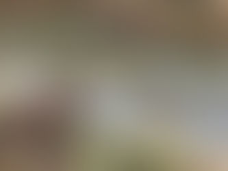 Pike (left) a Weimaraner-Vizsla mix and Gus (right) a German Shorthaired Pointer explore nature in Ohio.