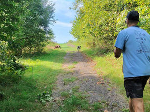 Two dogs and their owner explore a path through a nature area.