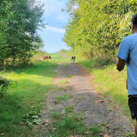 Two dogs and their owner explore a path through a nature area.