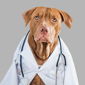 Dog wearing white medical coat and a stethoscope.