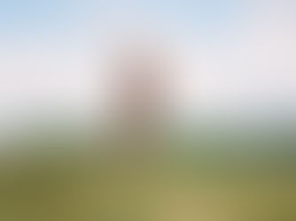 A Weimaraner runs in a field, representing healthy joint mobility and dysplasia awareness.
