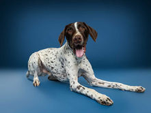Gus, a brown and white German Shorthaired Pointer poses on a blue background.